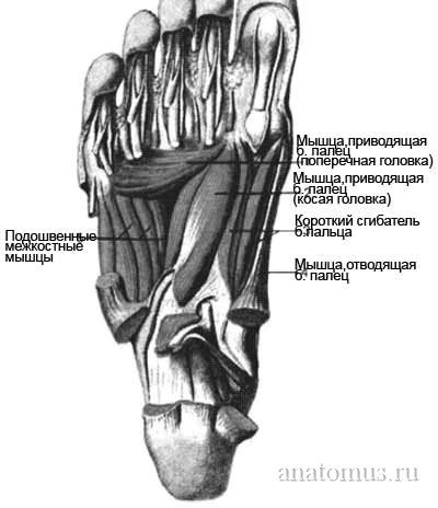 Мышцы сгибающие пальцы стопы