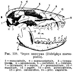 Изучите строение черепа млекопитающего обратите внимание. Скелет черепа млекопитающих схема. Общая схема строения черепа млекопитающих. Кости крыши черепа млекопитающих. Строение черепа млекопит.