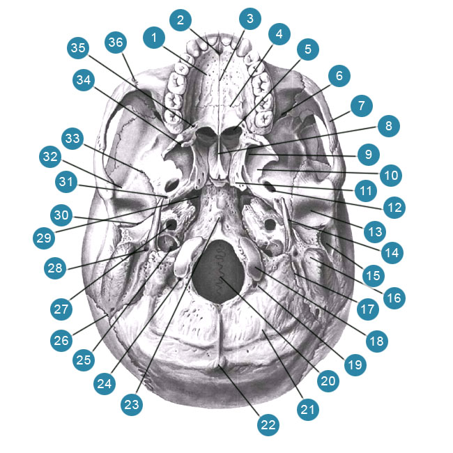 Нижний череп. Наружное основание черепа анатомия.