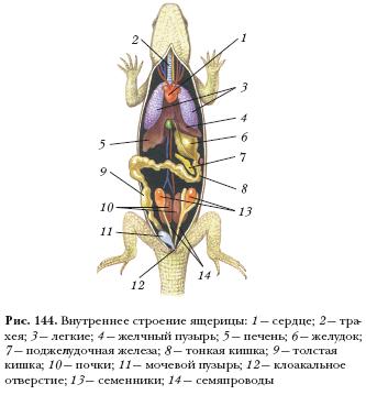 Внутреннее строение ящерицы рисунок