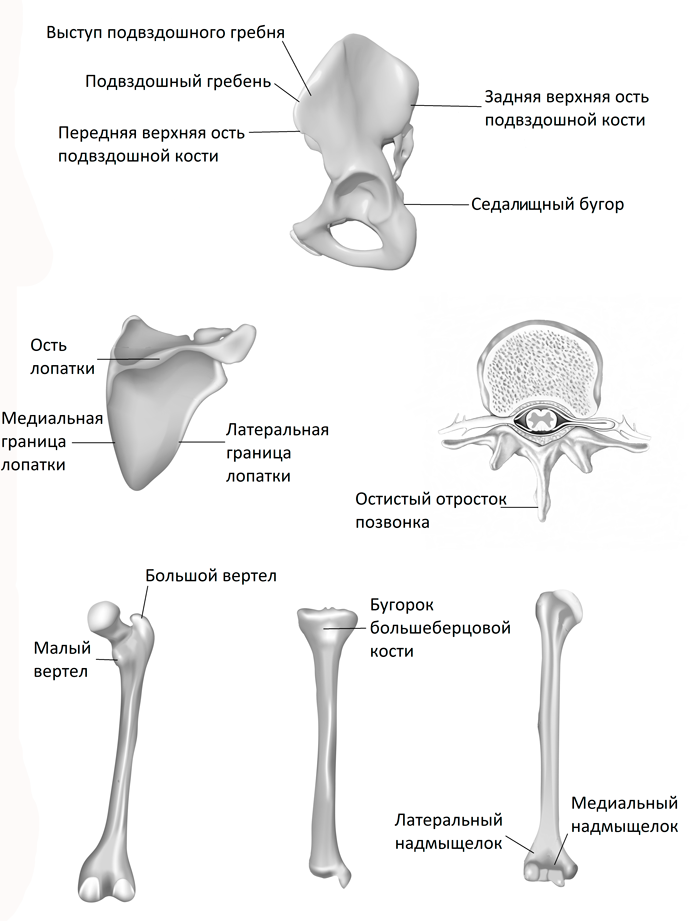 Кости плеча сколько костей