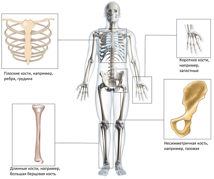 Типы костей скелета. Кости скелета и типы костей. Трубчатые кости скелета. Длинные трубчатые кости скелета.