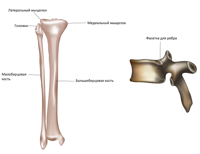 Латеральная фасетка. Суставная поверхность головки малоберцовой кости. Большая берцовая кость анатомия. Малоберцовая кость головка. Головка большеберцовая кость.